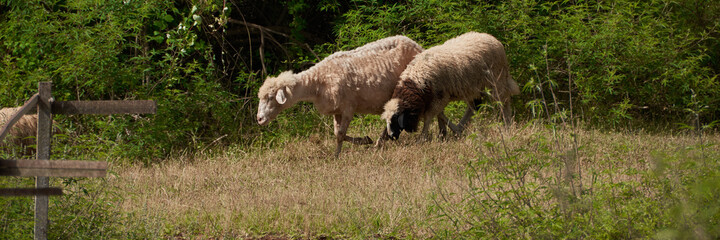 Obraz na płótnie Canvas Free sheep graze in nature, agricultural concept