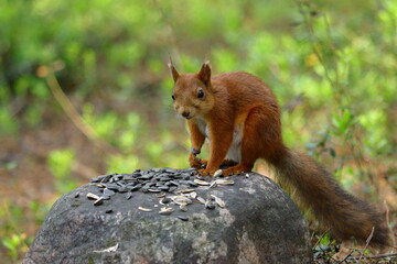 red squirrel in the forest