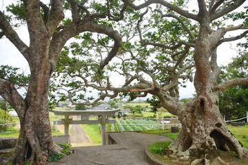 徳之島・阿権八幡神社からの風景

