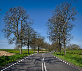 Fototapeta premium A winding road among the ash trees.