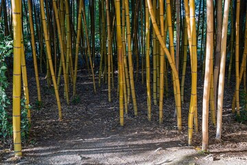 Thickets of evergreen graceful golden bamboo plants Phyllostachys aureosulcata in Adler arboretum "Southern Cultures". Thick trunks of golden bamboo grow along walkways of arboretum