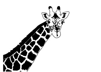 Head of a Giraffe vector illustration. Animal black illustration.