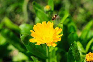 Bee having honey on cosmos flower (Cosmos Bipinnatus). Beautiful cosmos flower with green background for the wallpaper.