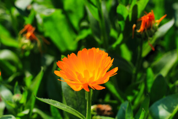 Orange cosmos flower with floral background for the wallpaper. Cosmos field.