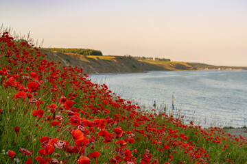 beautiful ocean coast with sloping grassy hills and endless fields of poppies in the foreground