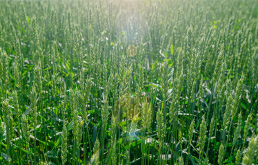 Fototapeta premium Green young wheat in a field in the sunlight