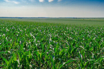 Fototapeta na wymiar Young green corn leaves in a field. Agricultural technologies