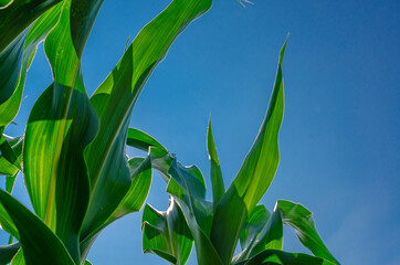 Young green corn leaves in a field. Agricultural technologies