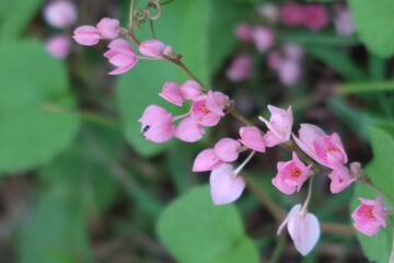 pink flowers in the garden
