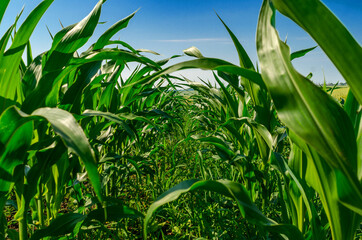 Young green corn leaves in a field. Agricultural technologies