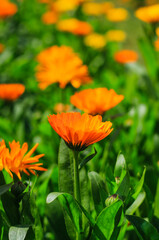 Orange cosmos flower with floral background for the wallpaper. Cosmos field.