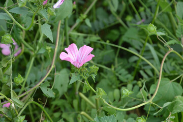 pink flower in the garden
