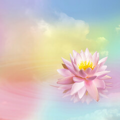 Floating beautiful lotus and reflection of sky with fluffy clouds on water, toned in pastel rainbow...