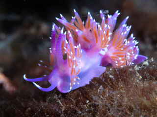Close-up of a purple mediterranean sea slug (Flabellina affinis)