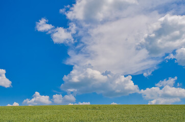 Field of green wheat on sky background. Nature background image