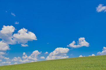 Field of green wheat on sky background. Nature background image