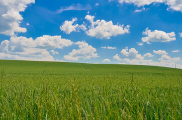 Field of green wheat on sky background. Nature background image - Powered by Adobe