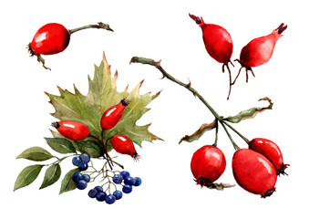 Autumn watercolor set of red rose hips and chokeberry berries. Isolated elements on a white background for cards, packaging, backgrounds, prints, textiles, invitations, banners.
