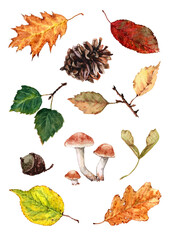 Set of autumn leaves of oak, aspen, linden, birch, acorns, mushrooms, cones on a white background. Watercolor illustration for design cards, invitations, cover, background, packaging, print, banner.