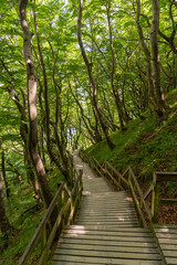 vertical view of a long wooden boardwalk and stairs leading down to the ocean in lush green forest