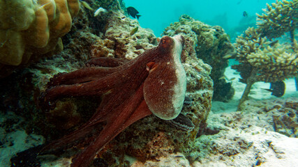 Camouflage coloring of reef octopuses. The marine ecosystem of the Maldives. Reef octopus on a rock.
