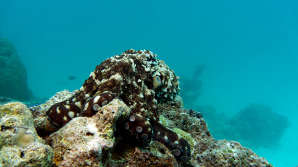 The camouflage coloring of the octopus gives it the opportunity to hide from predators.