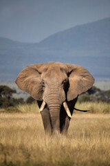 Fototapeta na wymiar Huge Elephant in tall yellow grass