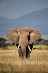 Zelfklevend Fotobehang Huge Elephant in tall yellow grass © Kevin