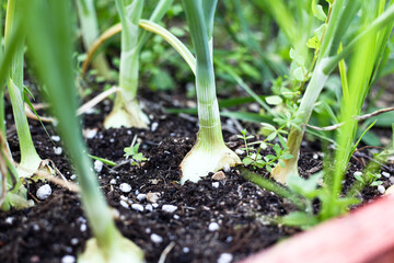 green onions growing in the garden, bulb.
