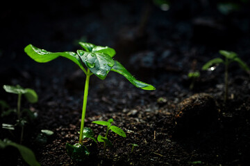 many seedlings growing up slowly from the agricultural field in morning sunshine with some of them bigger than others