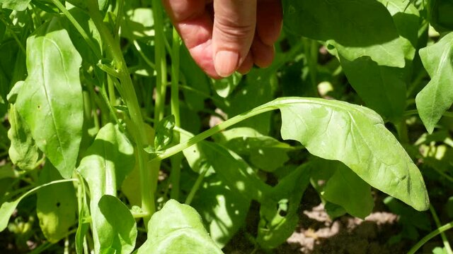 Woman plucks spinach leaves. Summer harvest of fresh green leaves. Home cultivation.