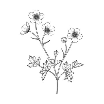 black and white buttercup botanical drawing clip art preview