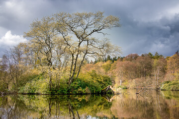 Lake Bolam at sunset. Amazing tree and reflections in water. Bolam Lake Country Park, Northumberland, UK