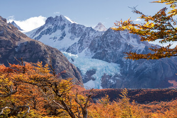 Autumn forest with beech trees and glaciar Piedras Blancas. Andes in Patagonia, Argentina