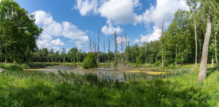 panorama landscape of moorland and water in the middle of a green summer forest under a blue sky with white cumulus clouds
