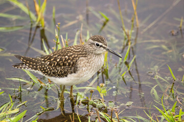 sandpiper bird standing in a pond