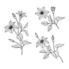 Hand drawn clematis floral illustration..