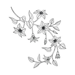 Hand drawn clematis floral illustration..