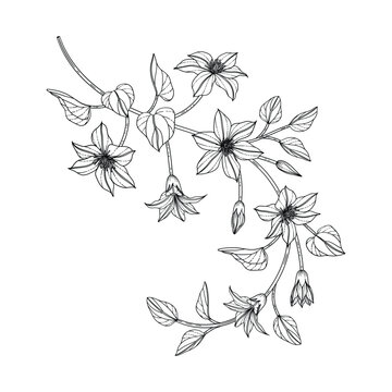 Naklejki Hand drawn clematis floral illustration..