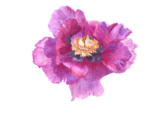 Watercolor pink peony botany flower illustration isolated object on white background