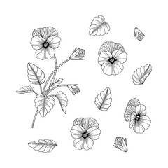 Hand drawn pansy floral illustration.