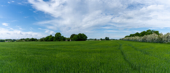 panorama view of lush green summer farm fields with blossoming trees under an expressive sky