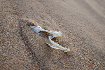 the skeleton of a fish covered with sand on the seashore