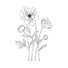 Hand drawn peony floral illustration.