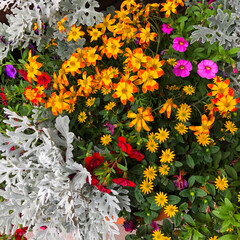 Multicolored garden flowers as a variegated blanket in the background