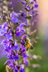 Bumble Bee on Purple Lupine