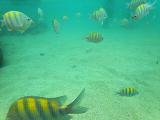 school of fish