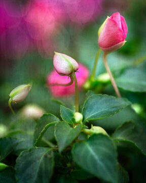 Delicate pink and white impatiens in garden 