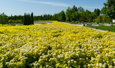 Physocarpus opulifolius Nugget or Ninebark with golden leaves on terraces in public landscape city...