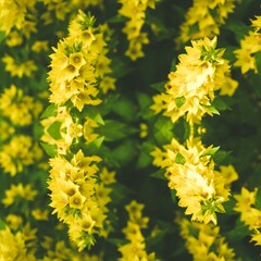 yellow flowers in the garden